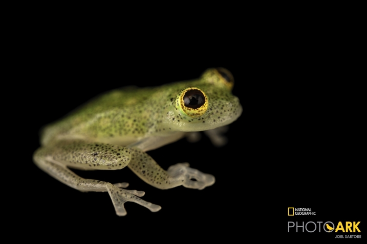 Yuruani glass frog_credit Joel Sartore.jpg